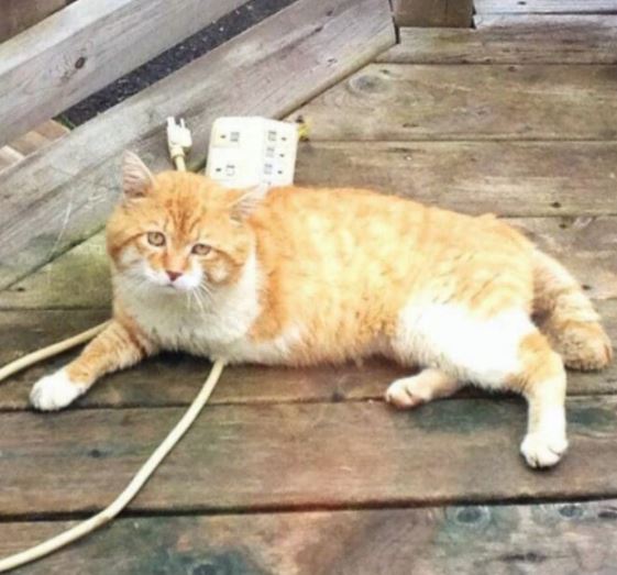 The quirky cat has finally found a temporary home, after losing a man